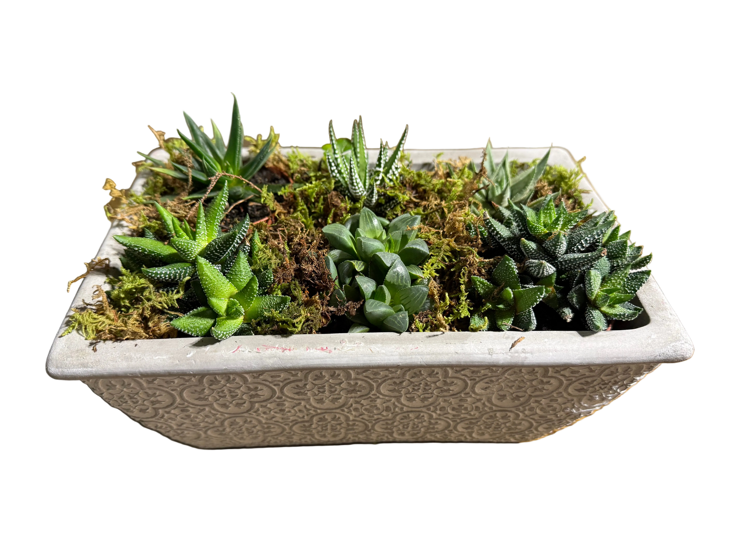 succulent garden planted in grey ceramic