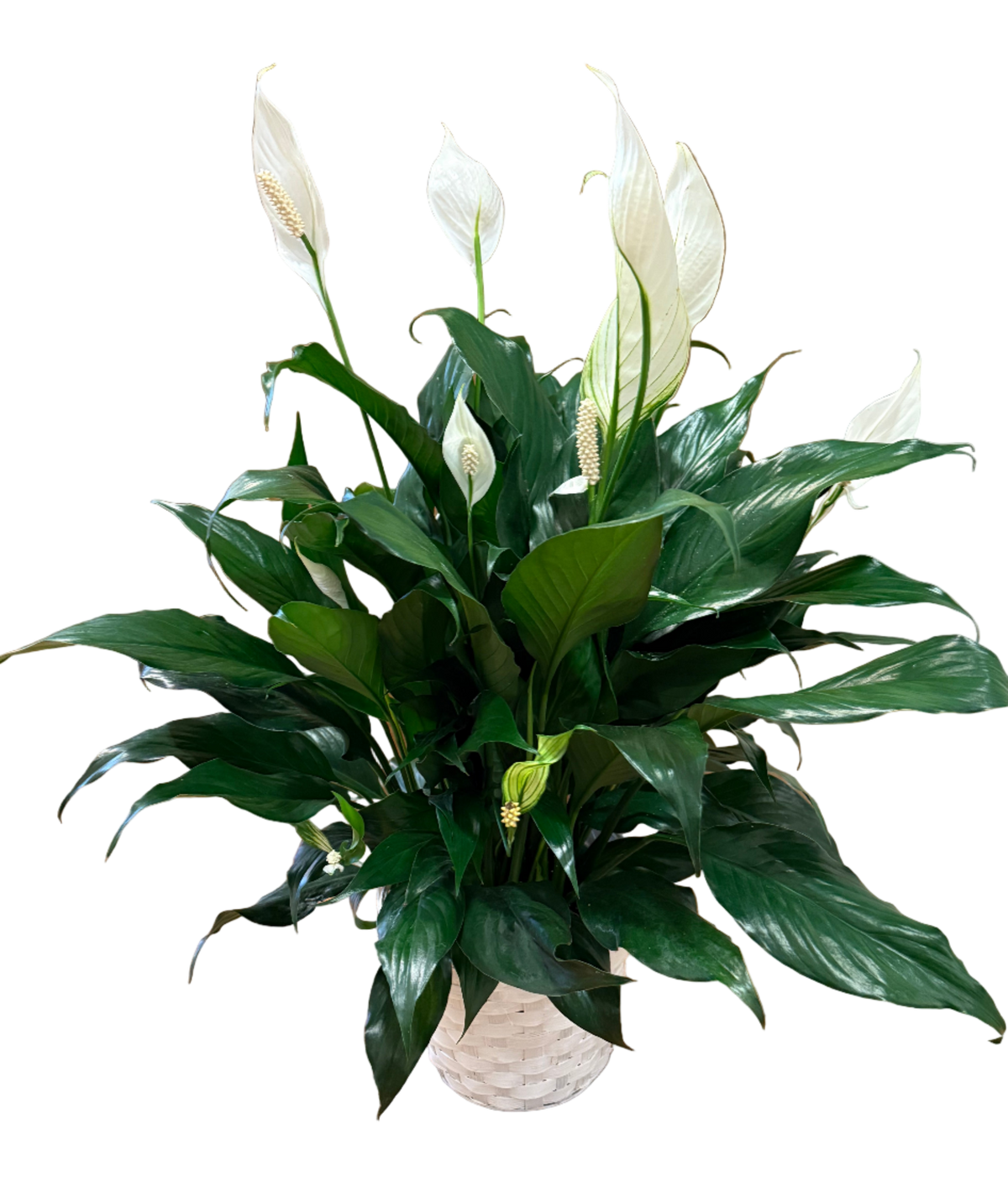 Potted peace lily plant with white flowers and green leaves in a white basket