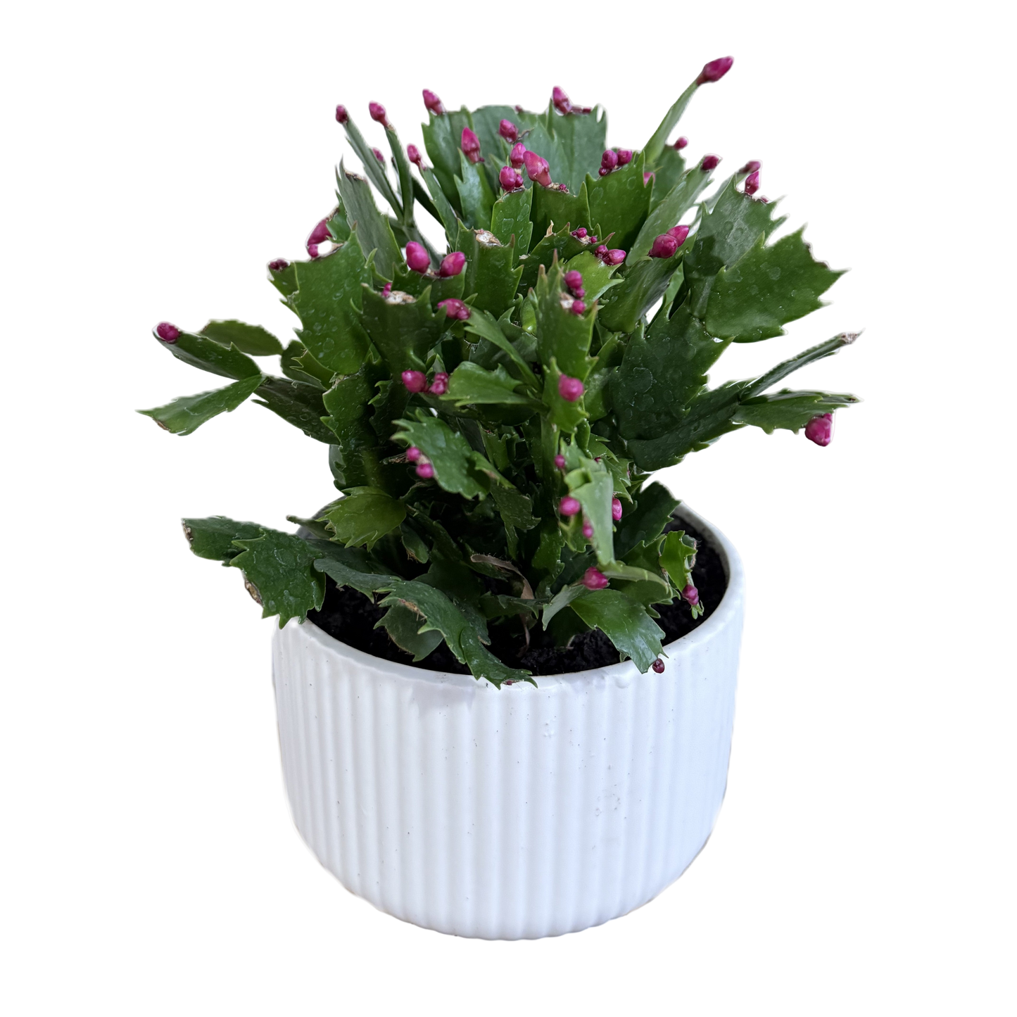 Potted plant with green leaves and pink buds in a white pot on a white background