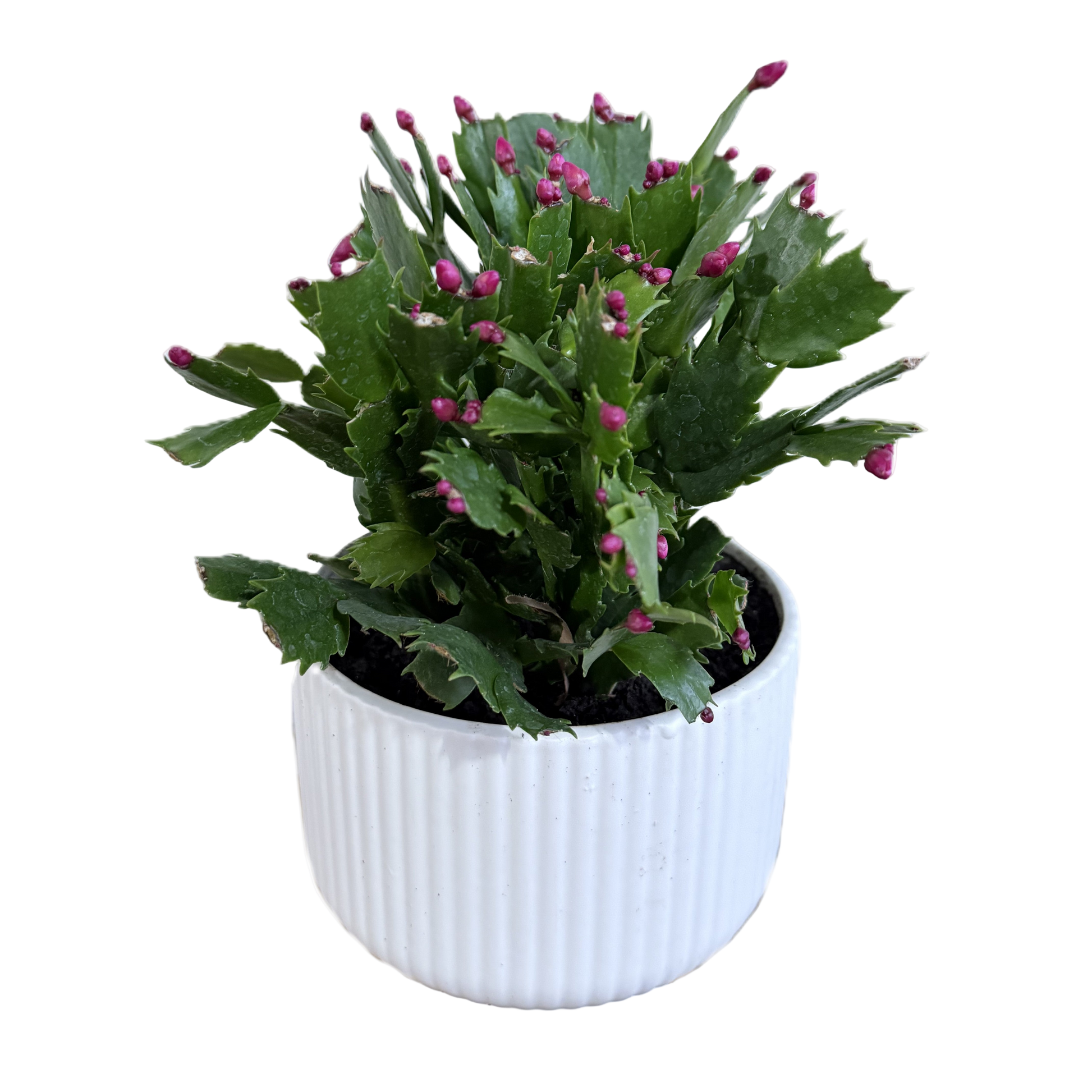 Potted plant with green leaves and pink buds in a white pot on a white background
