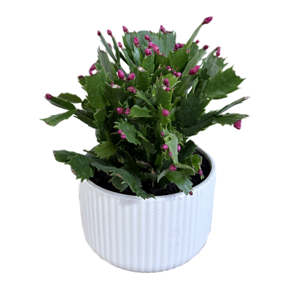 Potted plant with green leaves and pink buds in a white pot on a white background