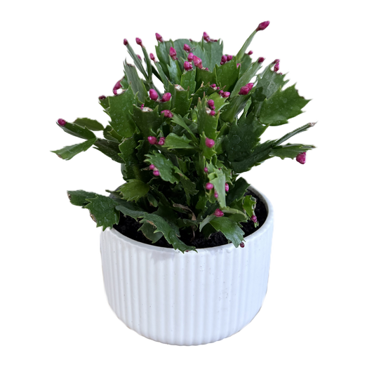 Potted plant with green leaves and pink buds in a white pot on a white background