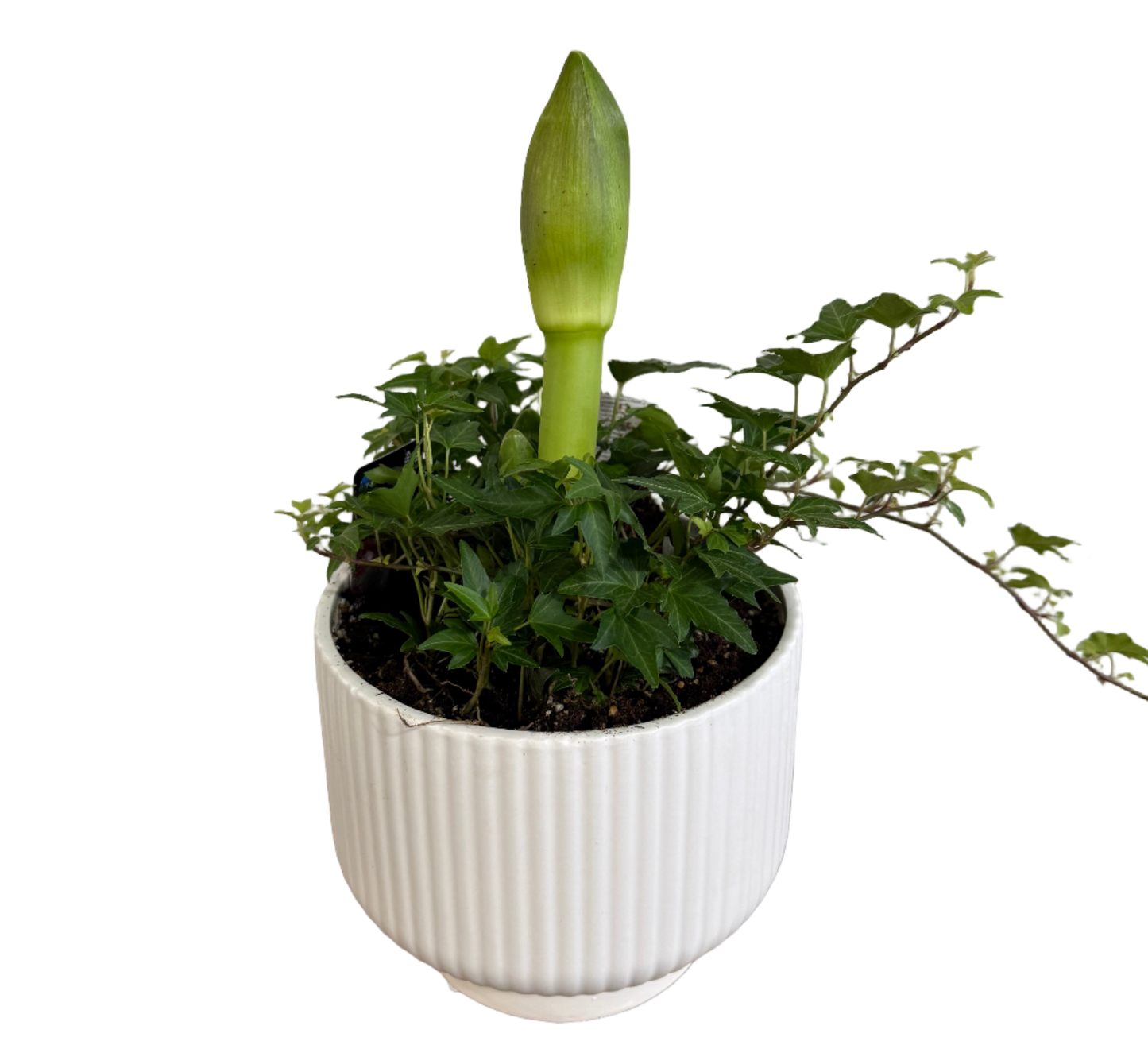 Potted amaryllis and ivy plants with a green flower bud in a white pot 