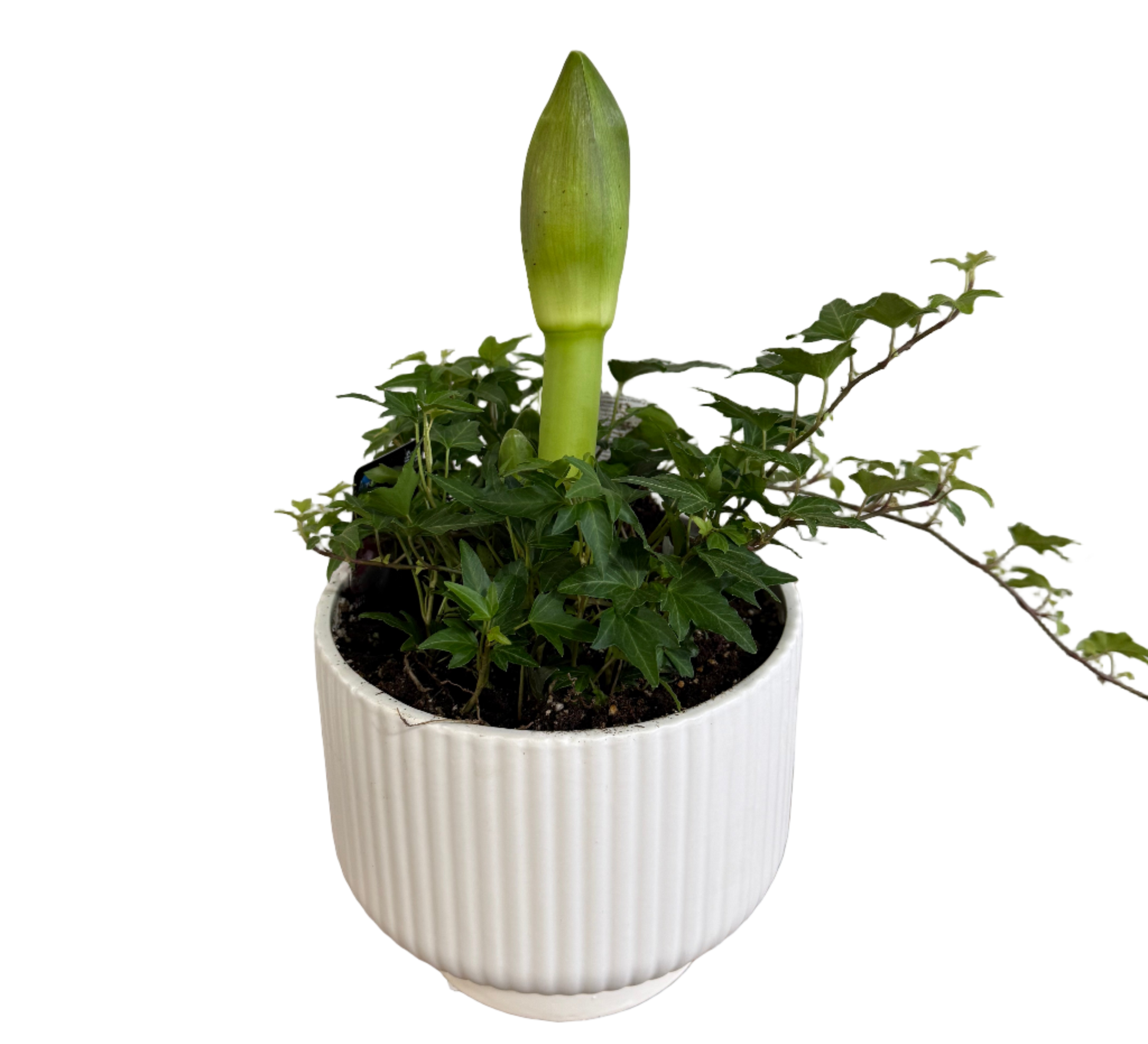 Potted amaryllis and ivy plants with a green flower bud in a white pot 