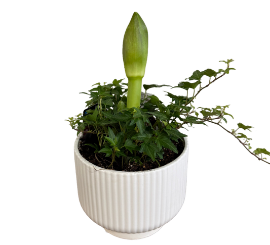 Potted amaryllis and ivy plants with a green flower bud in a white pot 