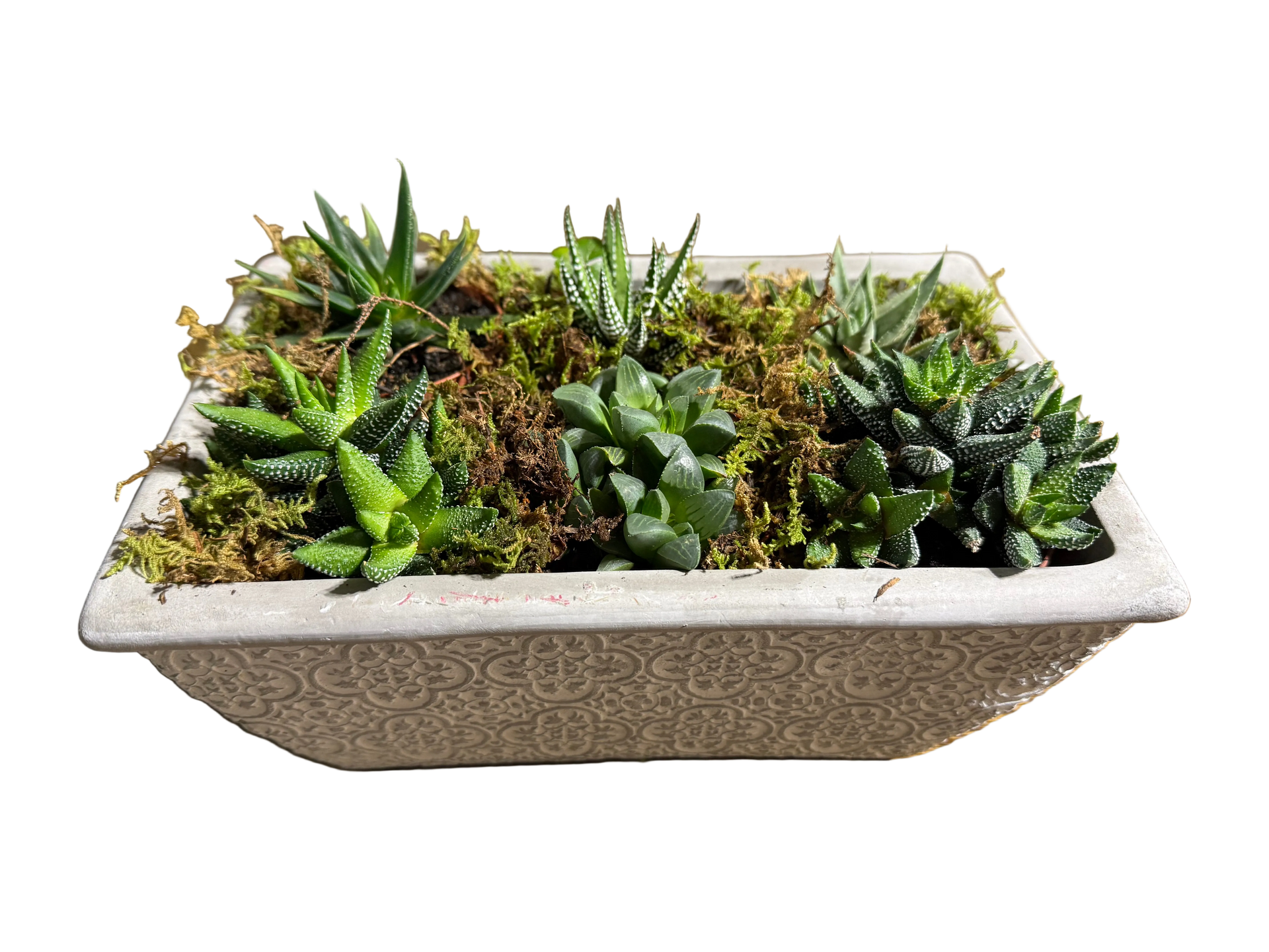 succulent flowers near me Succulent Garden – Forget Me Not Florist
