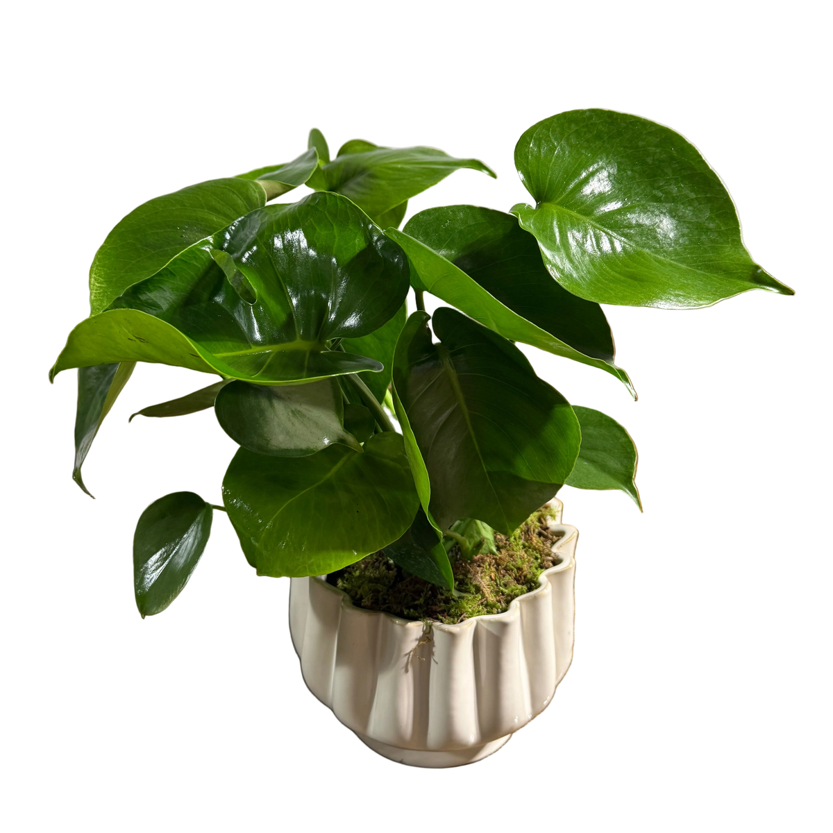 Potted monstera plant with green leaves in a decorative white pot 
