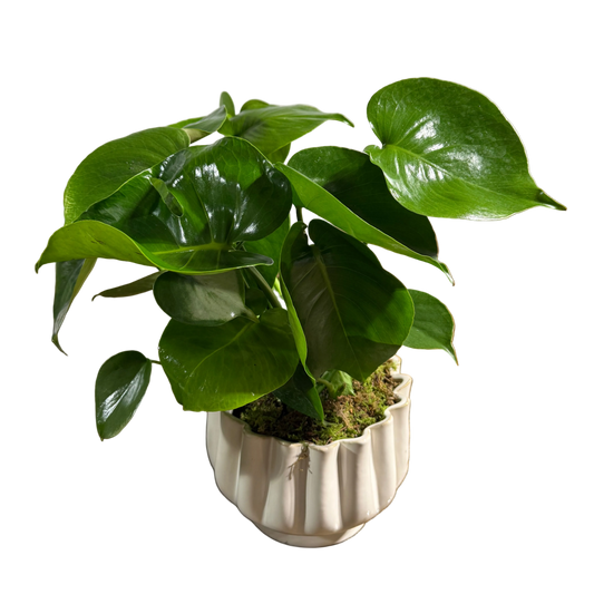 Potted monstera plant with green leaves in a decorative white pot 