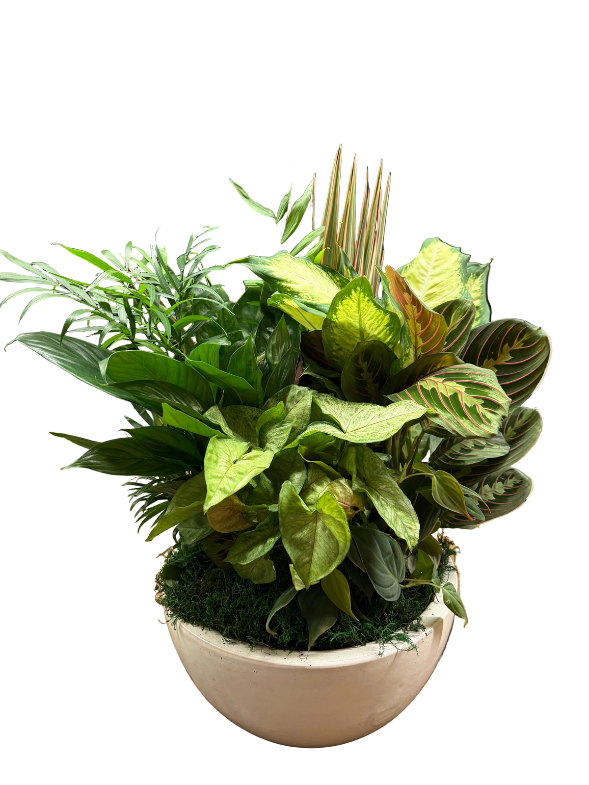 Potted plant arrangement with various green leafy plants in a white pot 