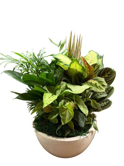 Potted plant arrangement with various green leafy plants in a white pot 
