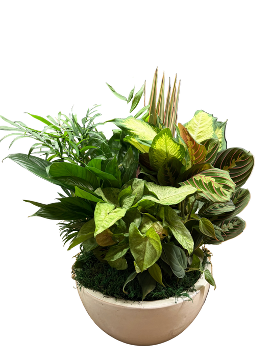 Potted plant arrangement with various green leafy plants in a white pot 