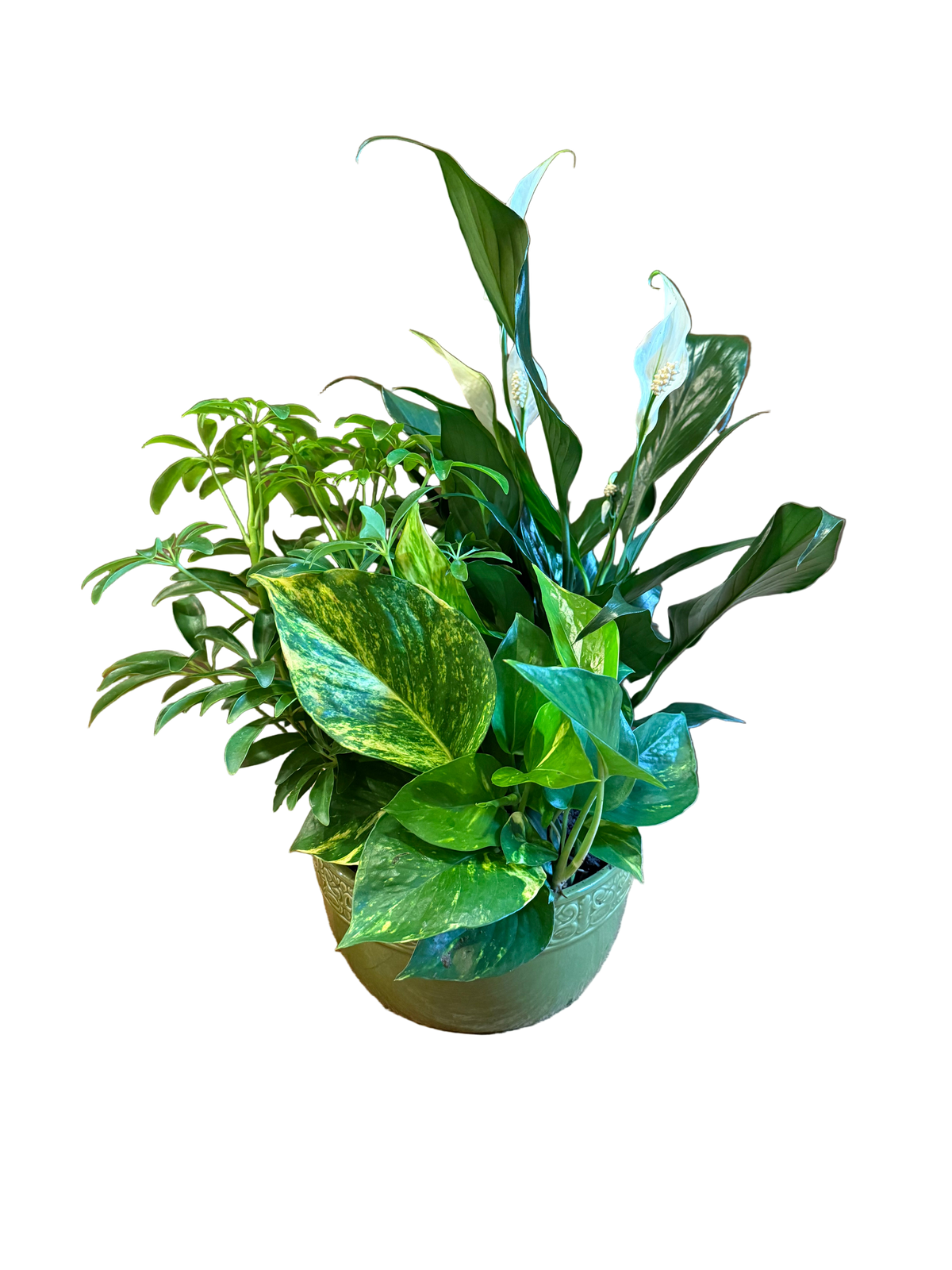 Assorted leafy green plants potted in a green ceramic pot