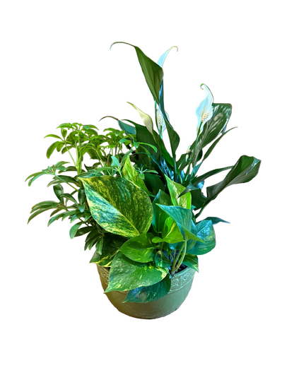 Assorted leafy green plants potted in a green ceramic pot