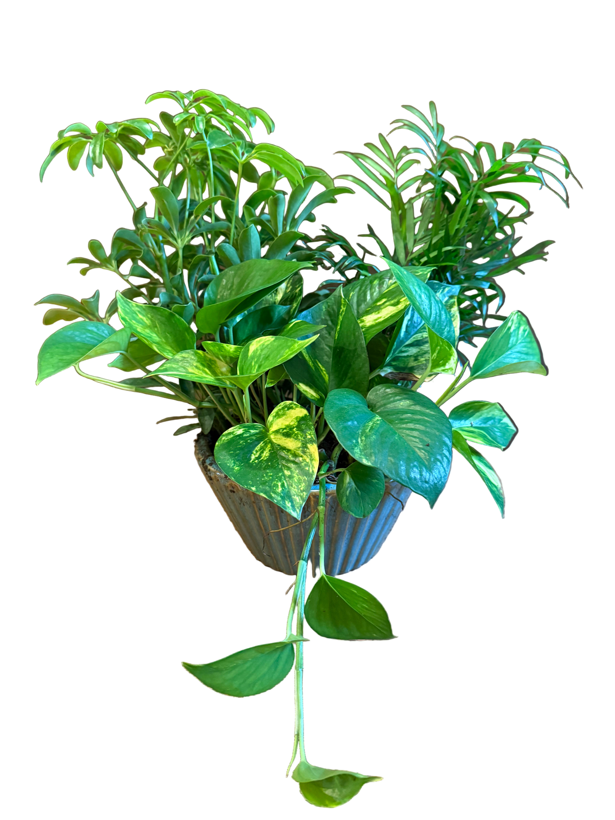 Assorted leafy green plants potted in a blue ceramic container 