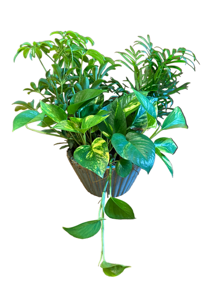 Assorted leafy green plants potted in a blue ceramic container 