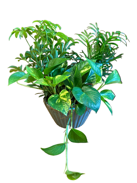 Assorted leafy green plants potted in a blue ceramic container 