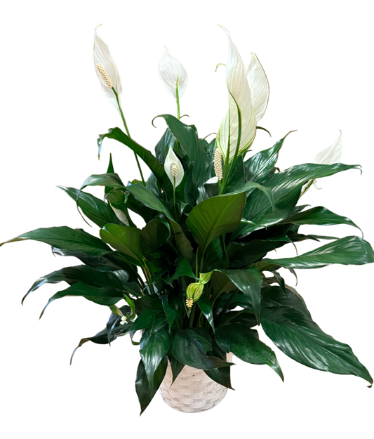 Potted peace lily plant with white flowers and green leaves in a white basket