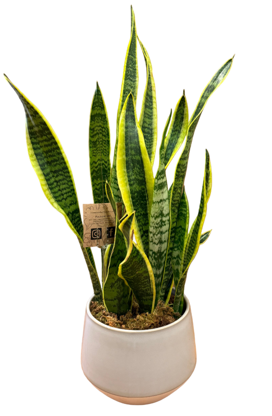 Potted snake plant with a white pot